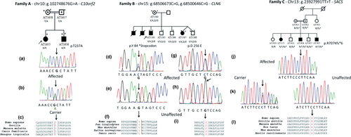 Validation of mutations obtained through exome sequencing in the three families. The first panel represents the pedigree charts of each family.